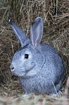 Кролик Советская Шиншилла
